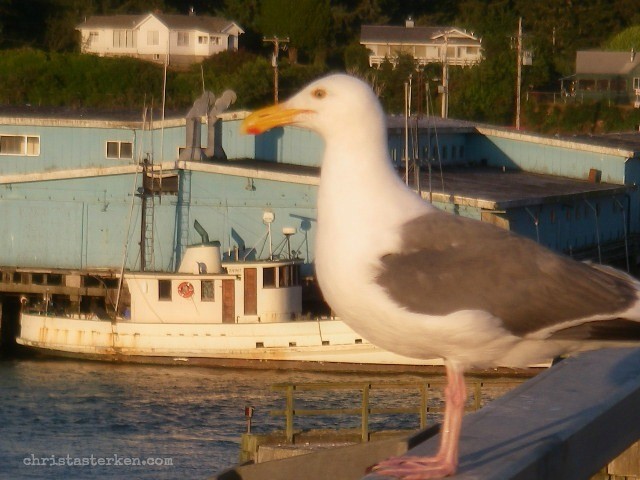 seagull sitting on a fishing dock
