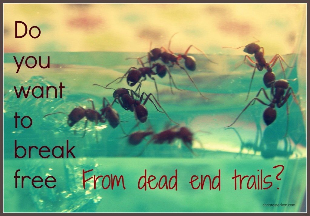 ants