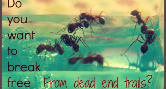 ants