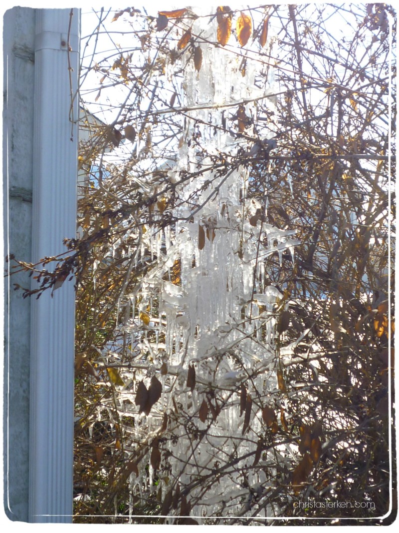 icicles in plants