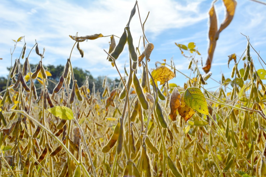 Photography {Autumn In The Farmlands} www.christasterken.com