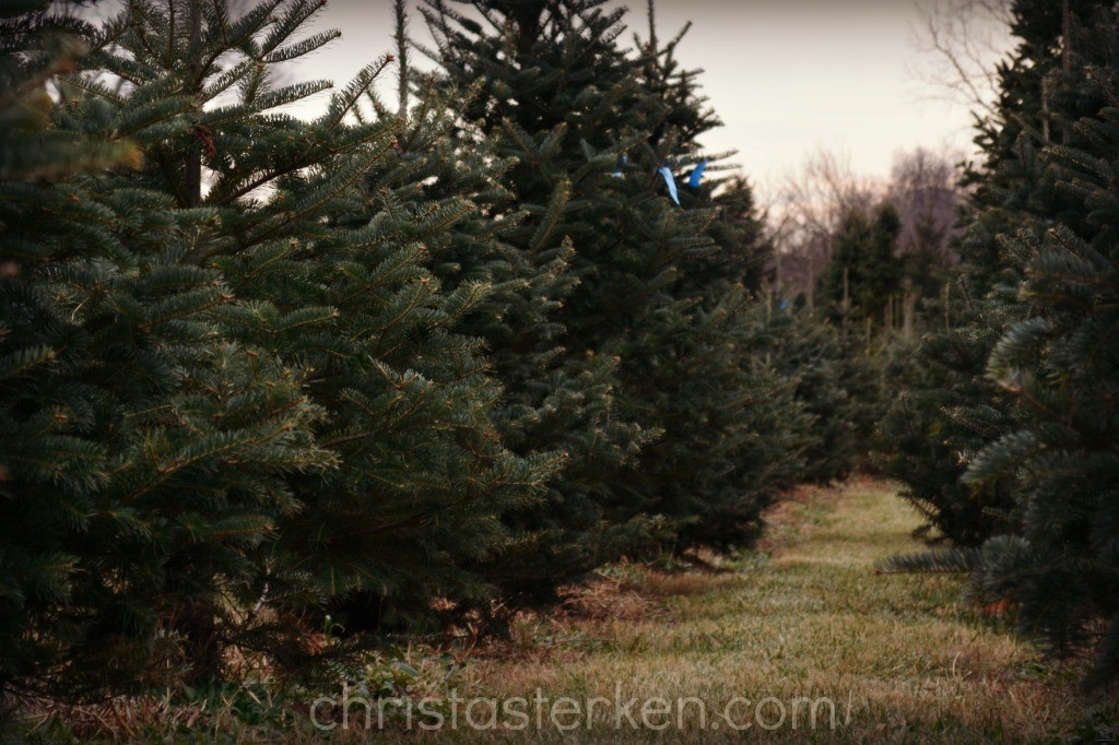  Christmas Tree Farm 