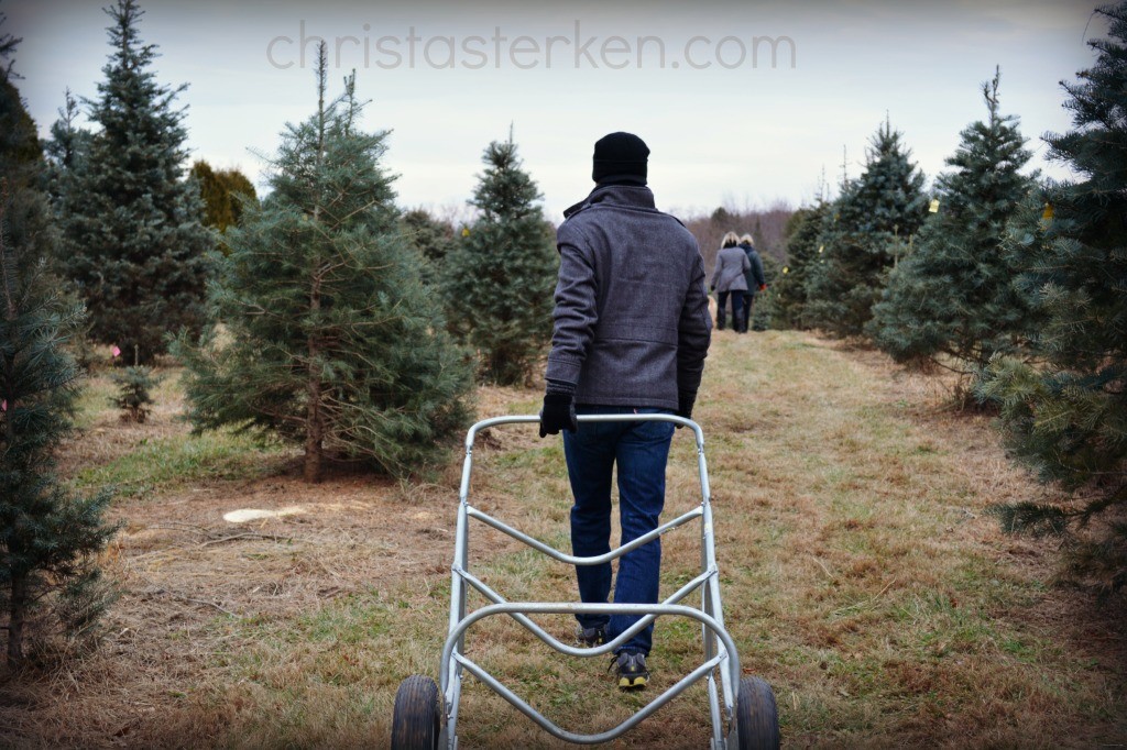  Christmas Tree Farm 