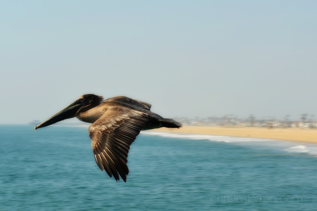 Pelican flying over beach