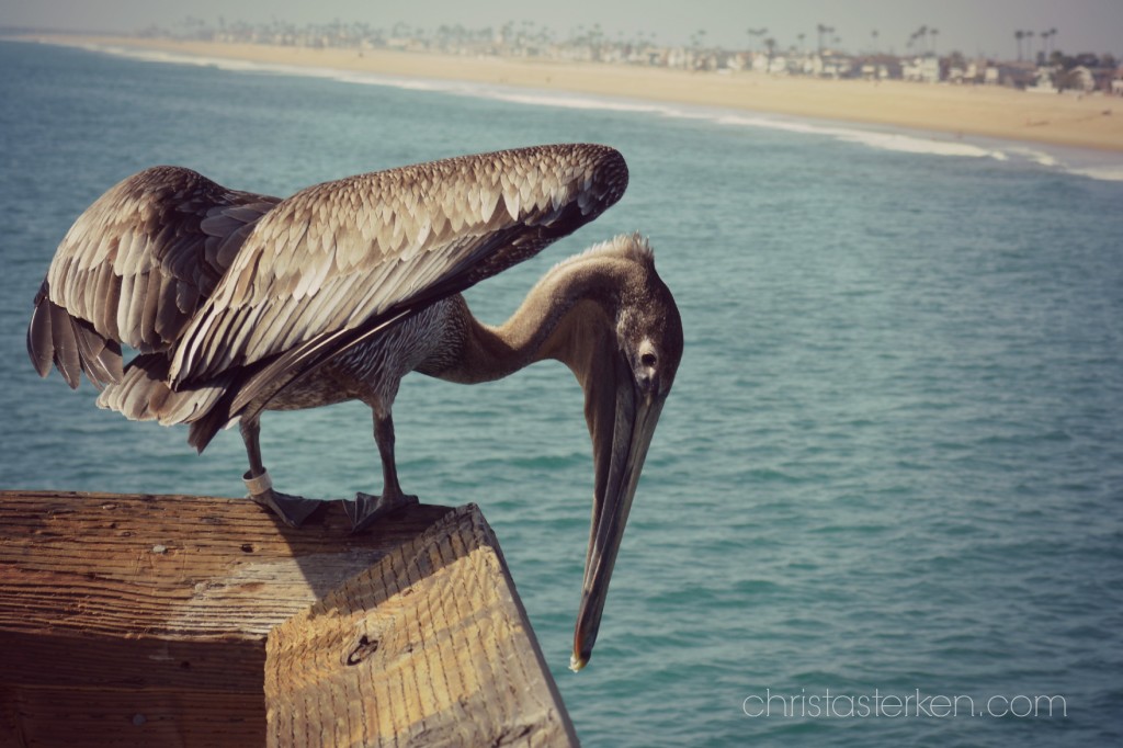 pelican on boardwalk
