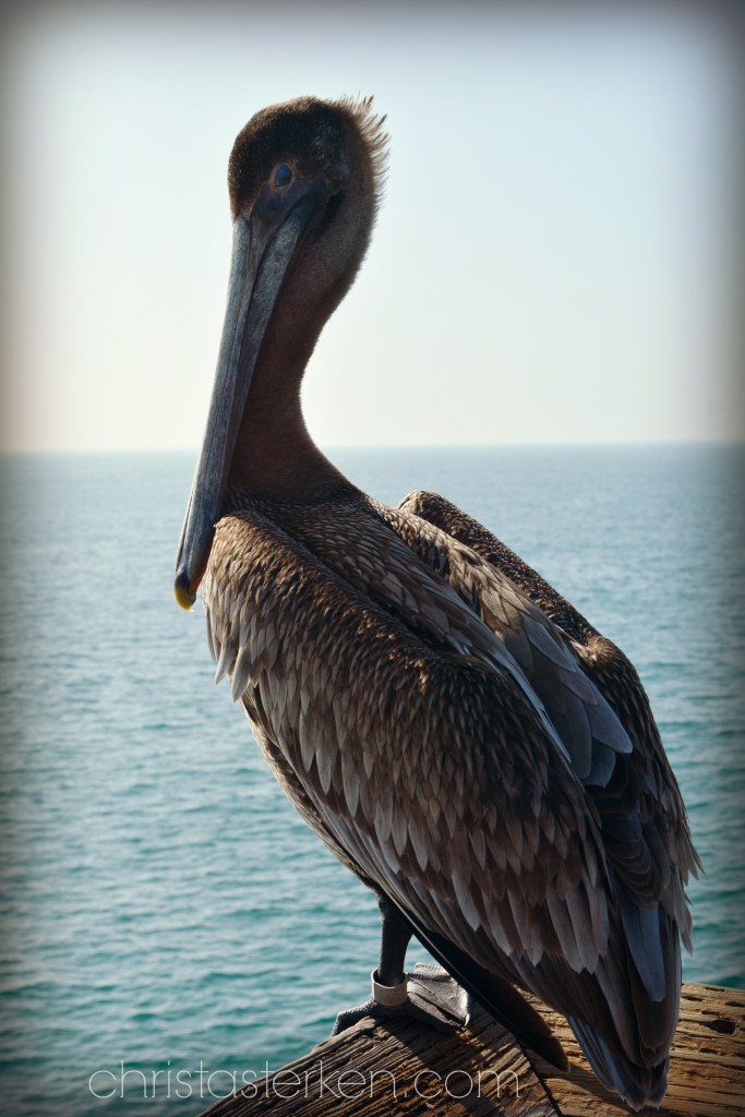 pelican sitting on dock