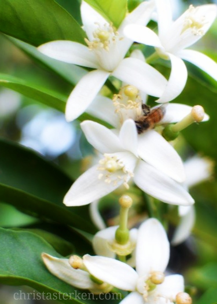 Photography (SoCal Orange Blossoms}