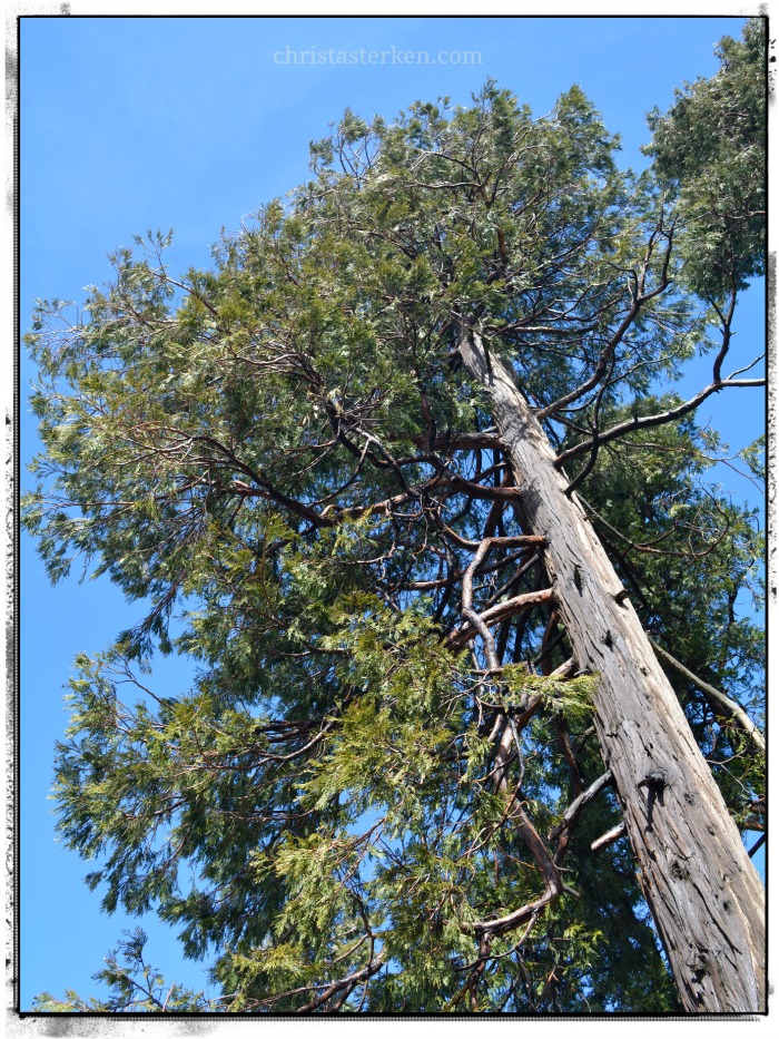 Photography {California Dreaming-San Bernardino Mountains}