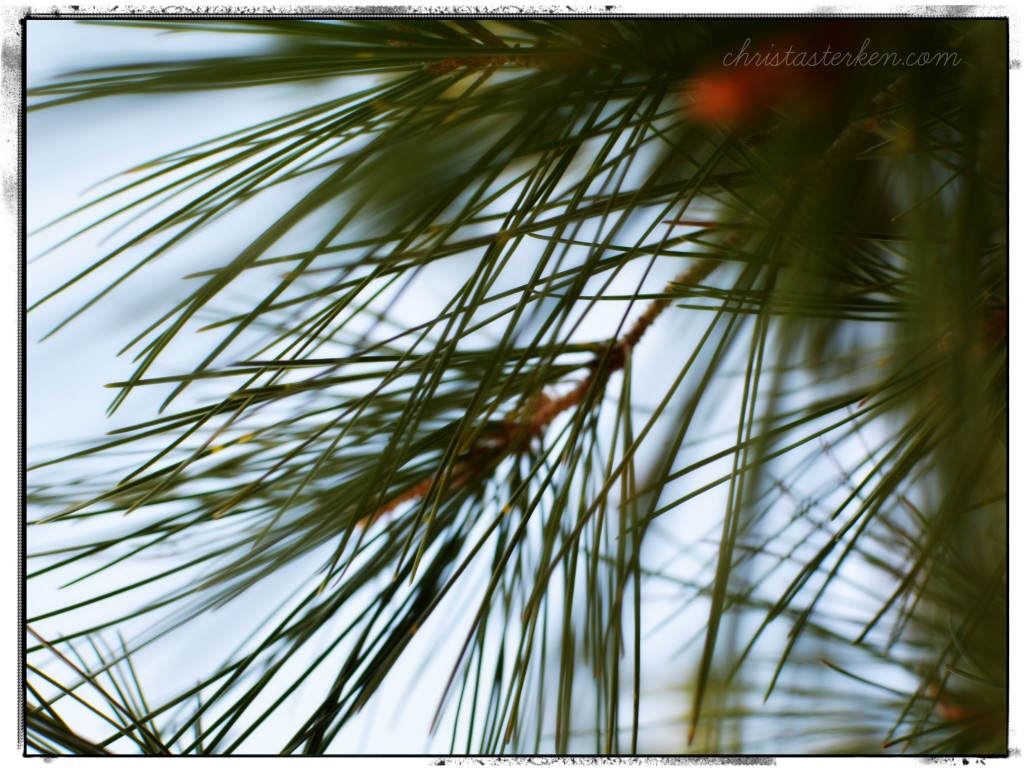 Photography {California Dreaming-San Bernardino Mountains}