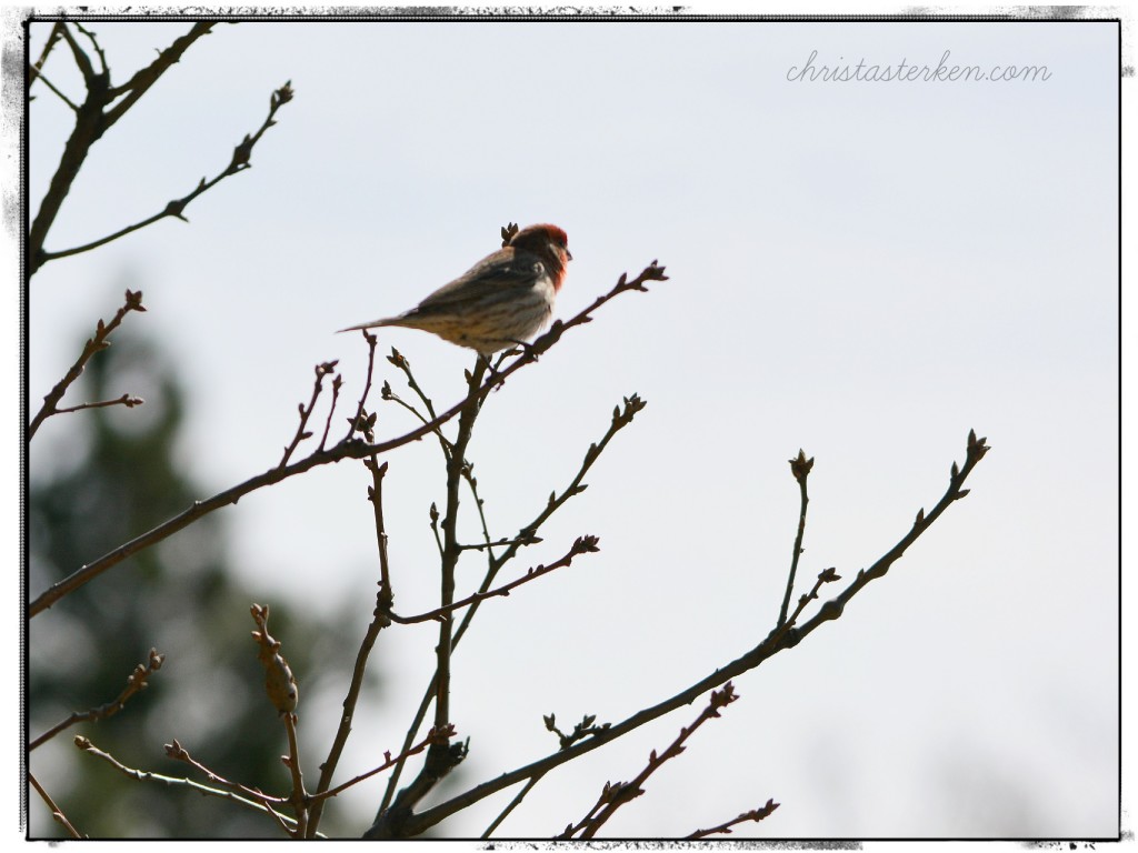 Photography {California Dreaming-San Bernardino Mountains}