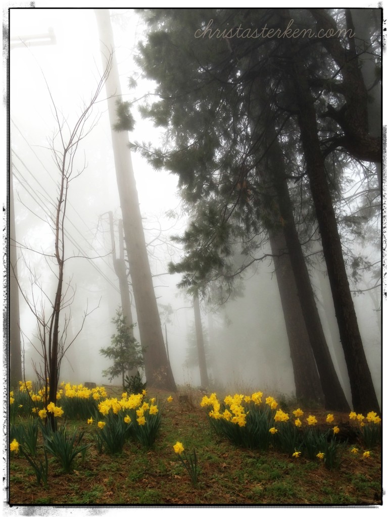 Photography {California Dreaming-San Bernardino Mountains}