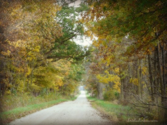 fall leaves along country lane