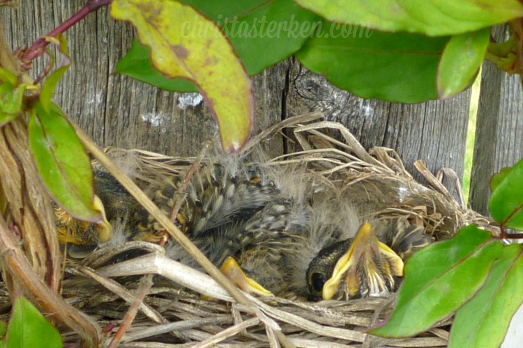 Photography {Robin Eggs} 