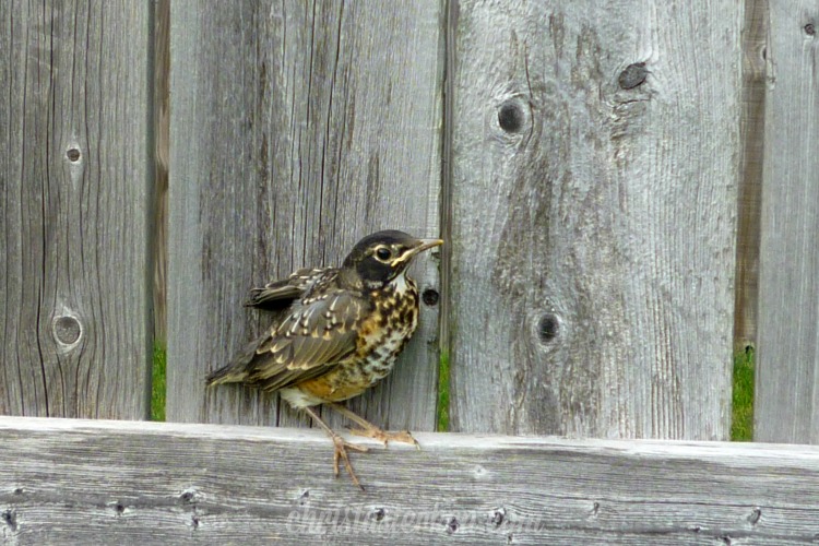 Photography {Robin Eggs} 