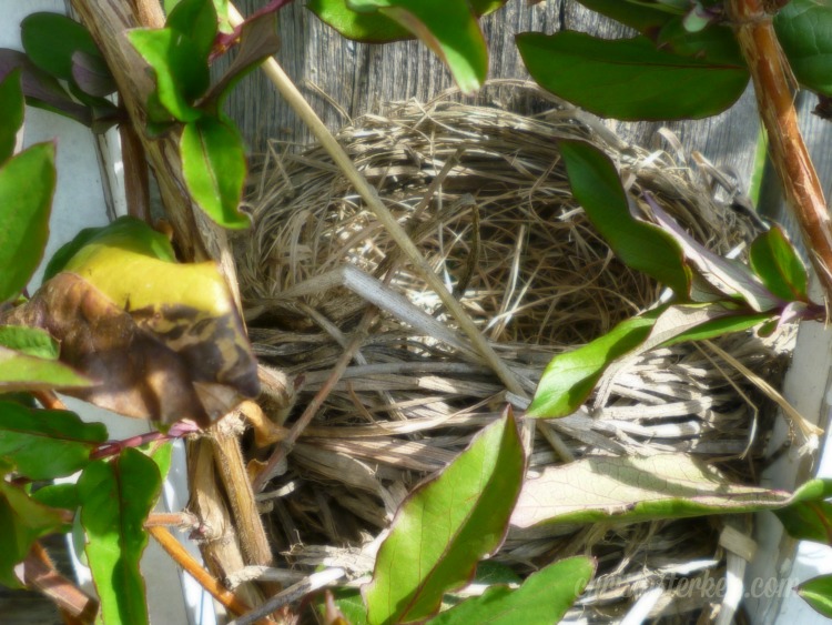 Photography {Robin Eggs} 