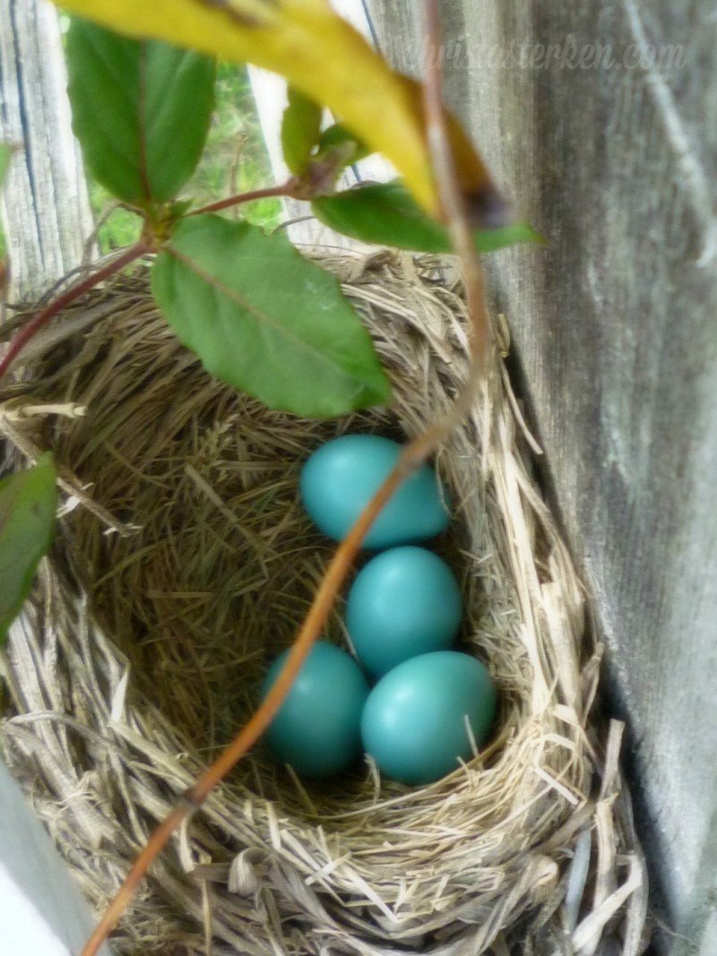 Photography {Robin Eggs} 