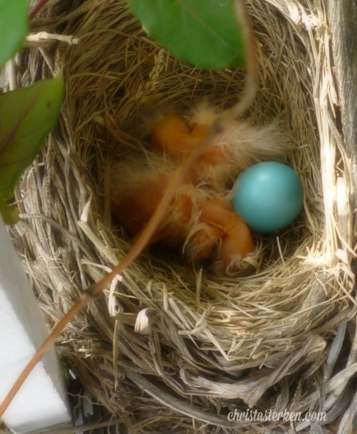 Photography {Robin Eggs} 