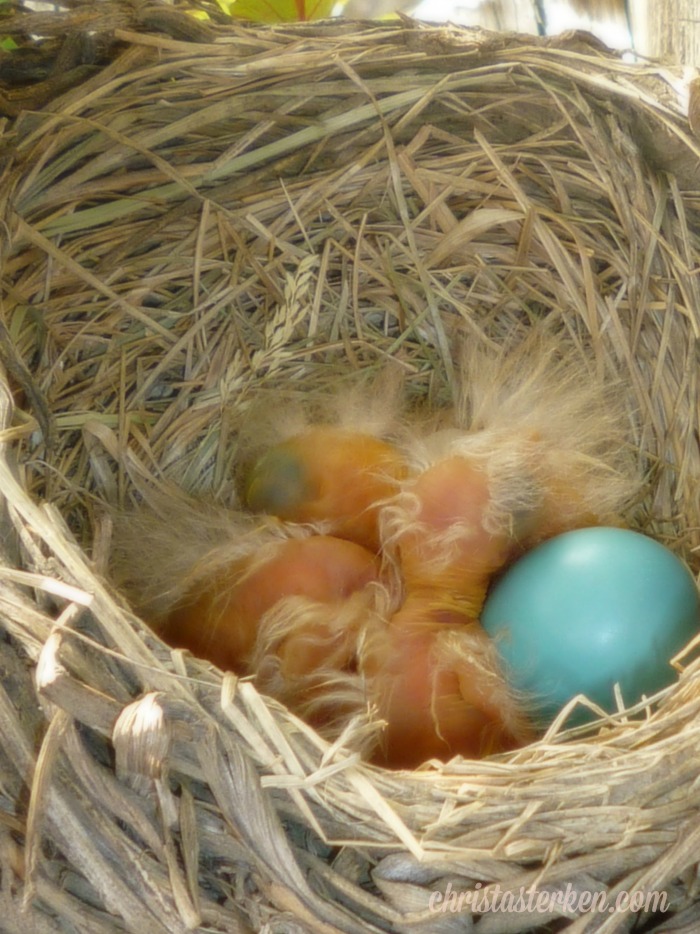 Photography {Robin Eggs} 