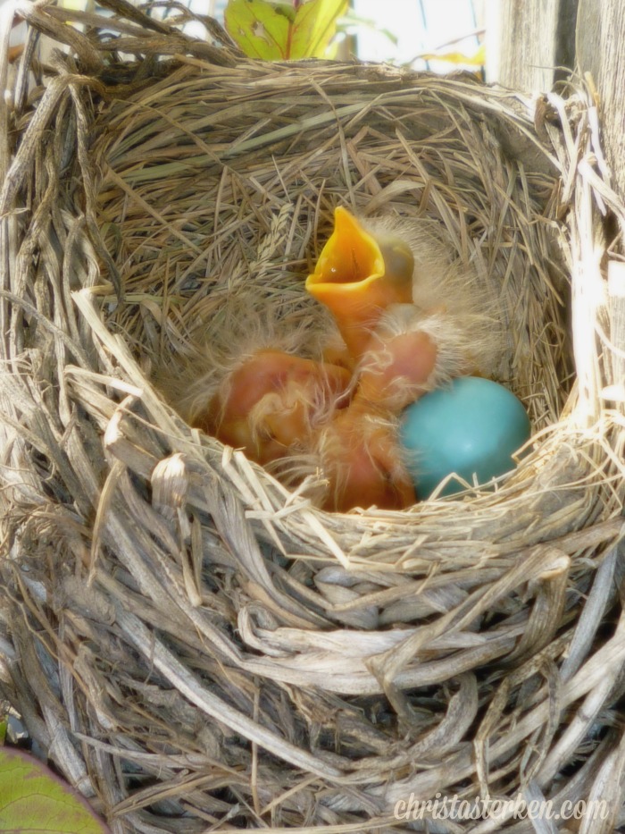 Photography {Robin Eggs} 