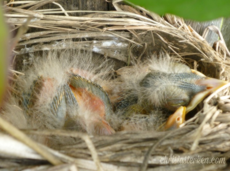 Photography {Robin Eggs} 