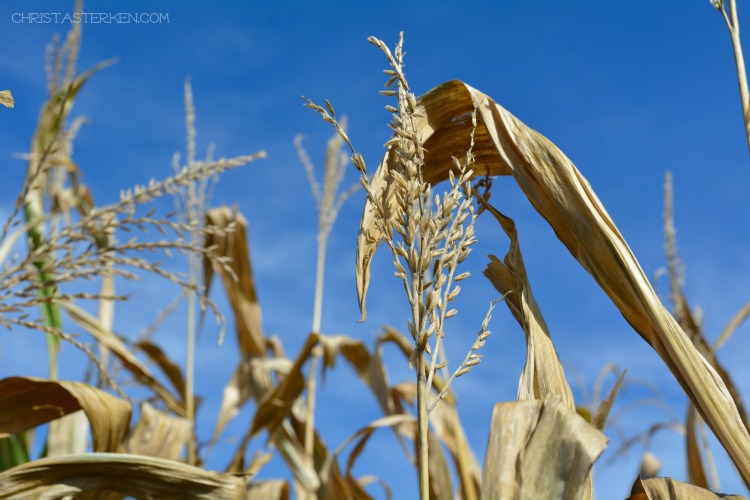 corn against blue sky