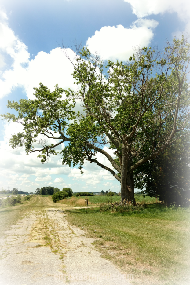 huge tree along old country lane