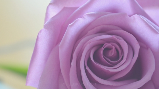 purple rose close up