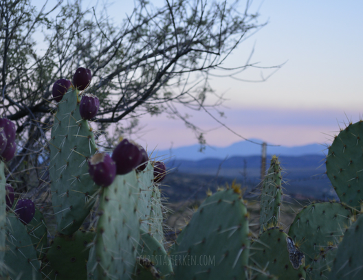 dusk behind desert cactus