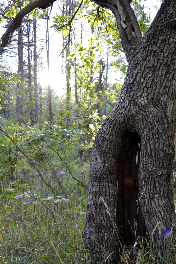 a forest path