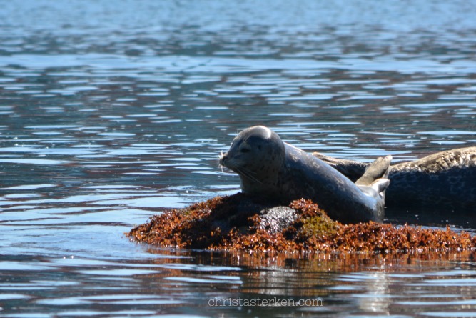 baby seals on rocks