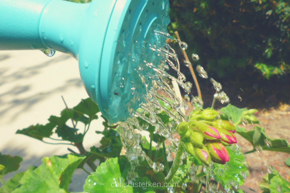 watering can flowers