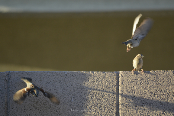 birds caught in flight on fence