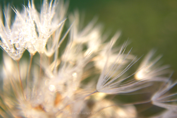 micro close up of dew on dandelion