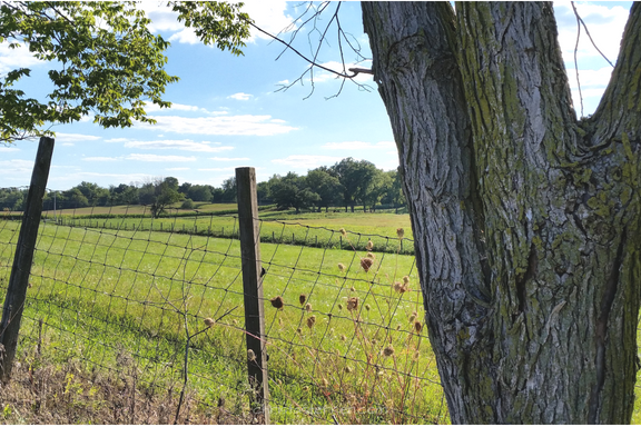 country on summer day