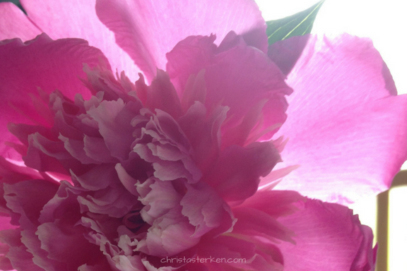 closeup of sun shining through pink flower petals