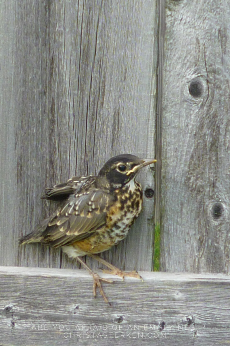 baby robin first day out of the nest