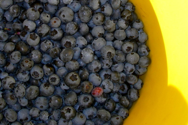 fresh blueberries in a yellow bucket