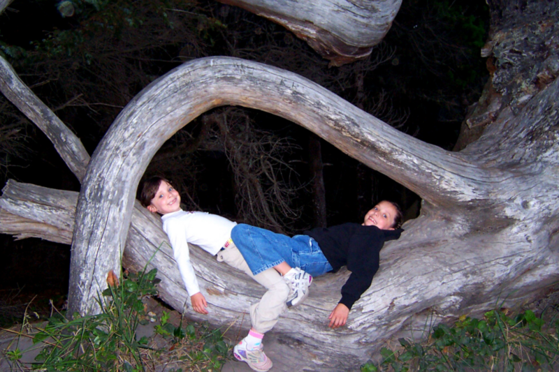 girls sitting in the crook of a huge tree