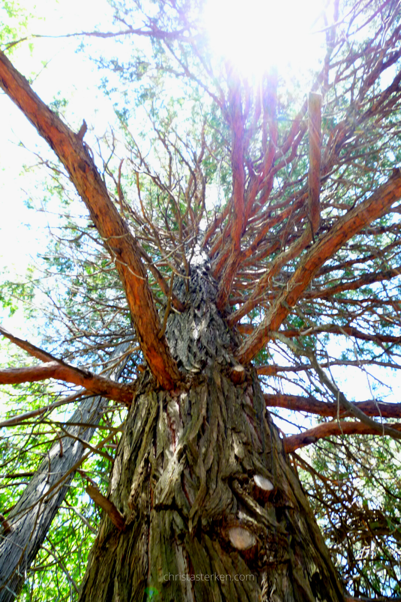 Life lessons from a tree trunk- surviving the seasons of emotional drought