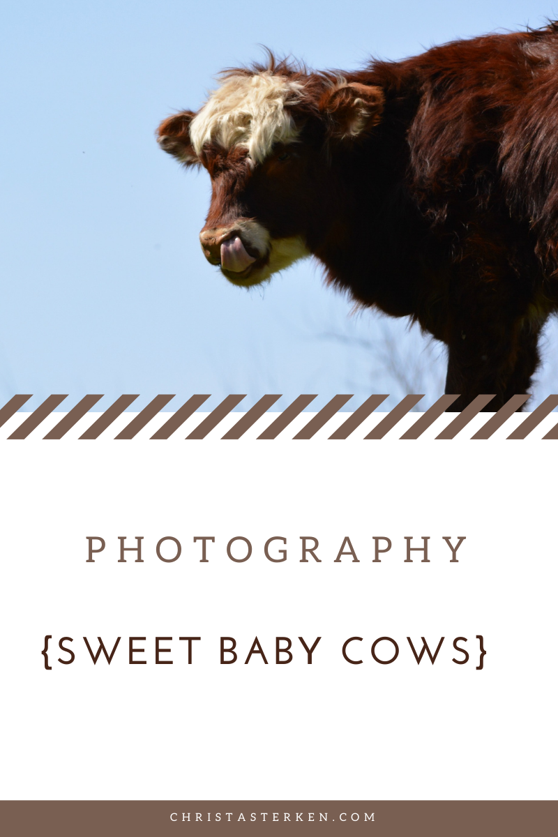 Baby cows- Photography