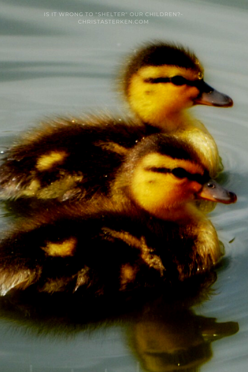 baby ducks swimming in pond