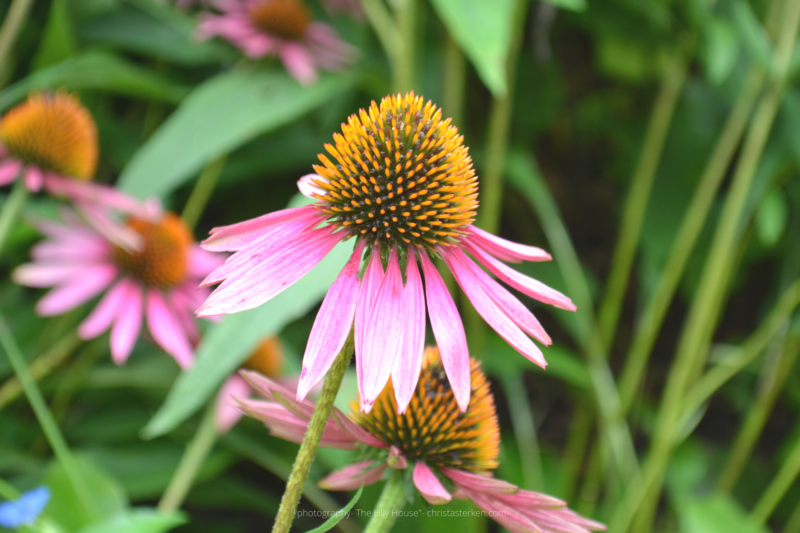 Photography {The Lilly House & Gardens}