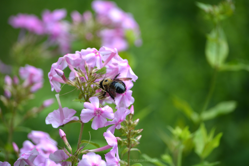 Photography {The Lilly House & Gardens}