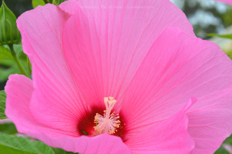 Photography {The Lilly House & Gardens}