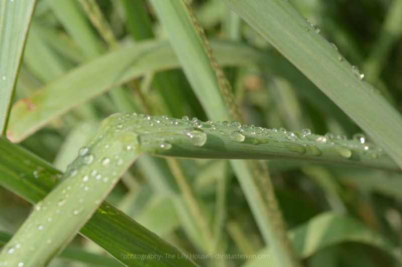 Photography {The Lilly House & Gardens}