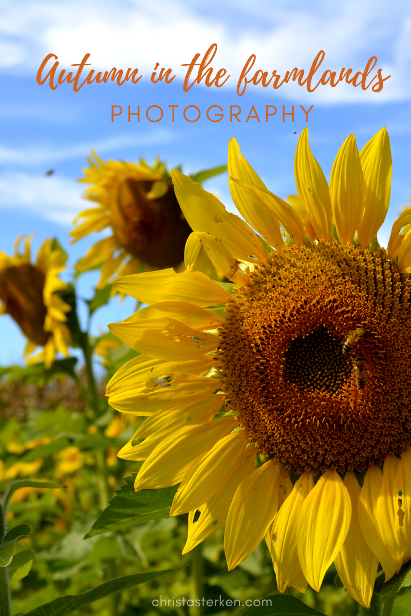 Autumn In The Farmlands- Photography