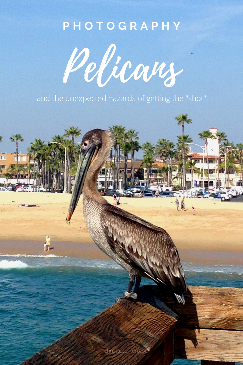 Wild Pelicans-Nature Photography