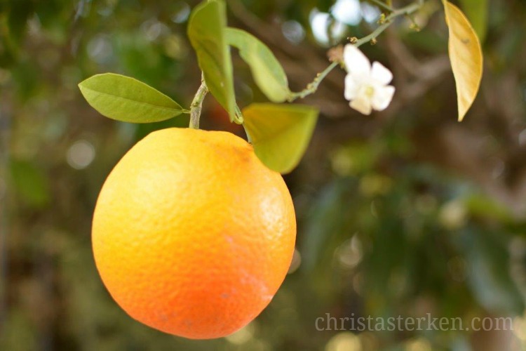 Photography (SoCal Orange Blossoms}