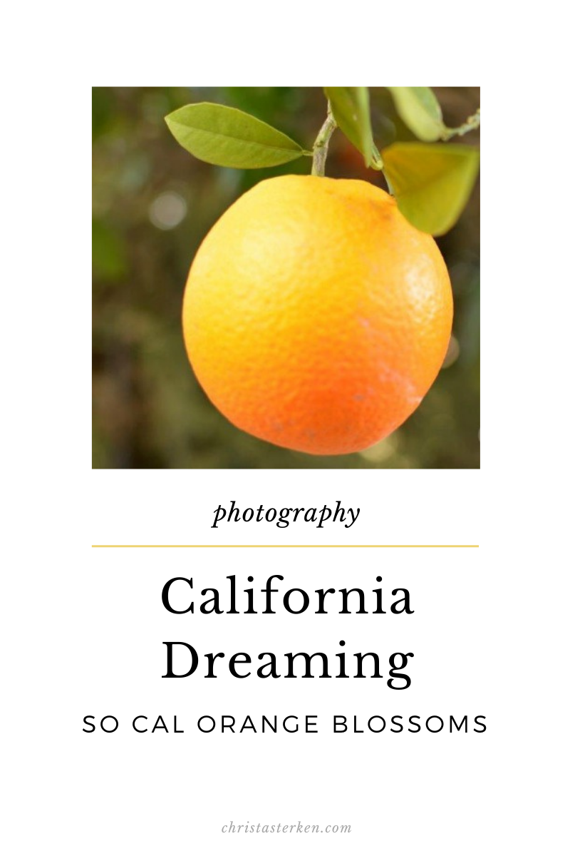 California Dreaming {SoCal Orange Blossoms}