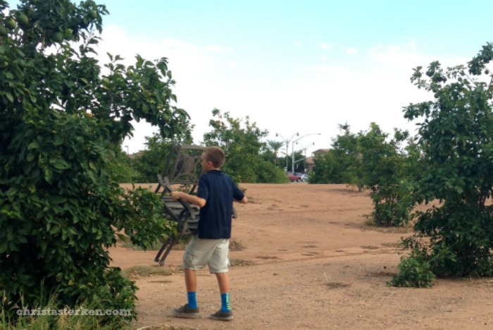 carrying chairs through orange groves
